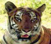 Tiger population up along Indo-Nepal border